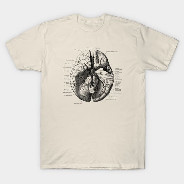 Human Brain Diagram - Anatomy T-Shirt by Vintage Anatomy Prints